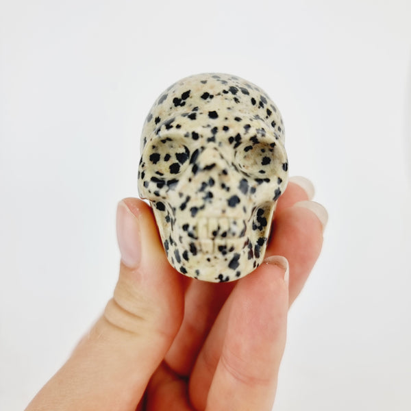 Dalmatiër Jaspis schedel